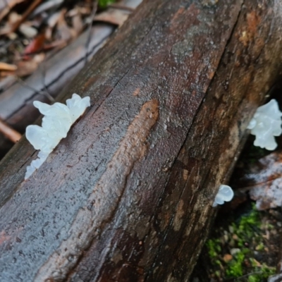 Tremella fuciformis (Snow Fungus) at Tidbinbilla Nature Reserve - 20 Jun 2020 by AaronClausen