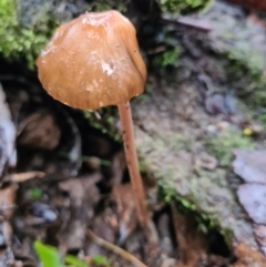 Unidentified Cup or disk - with no 'eggs' at Paddys River, ACT - 20 Jun 2020 by AaronClausen