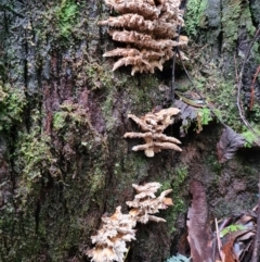 Unidentified Fungus at Tidbinbilla Nature Reserve - 20 Jun 2020 by AaronClausen