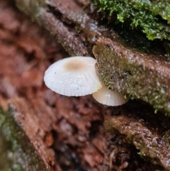 Mycena sp. (Mycena) at Paddys River, ACT - 21 Jun 2020 by AaronClausen