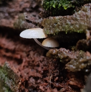 Mycena sp. at Paddys River, ACT - 21 Jun 2020 02:58 AM