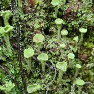 Cladonia sp. (genus) at Paddys River, ACT - 21 Jun 2020 02:59 AM