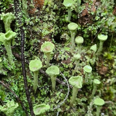 Cladonia sp. (genus) (Cup Lichen) at Tidbinbilla Nature Reserve - 20 Jun 2020 by AaronClausen