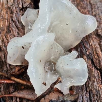 Tremella fuciformis (Snow Fungus) at Paddys River, ACT - 20 Jun 2020 by AaronClausen
