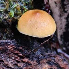 Unverified Fungus at Paddys River, ACT - 21 Jun 2020 by AaronClausen