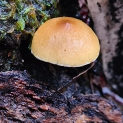 Unidentified Cup or disk - with no 'eggs' at Paddys River, ACT - 20 Jun 2020 by AaronClausen