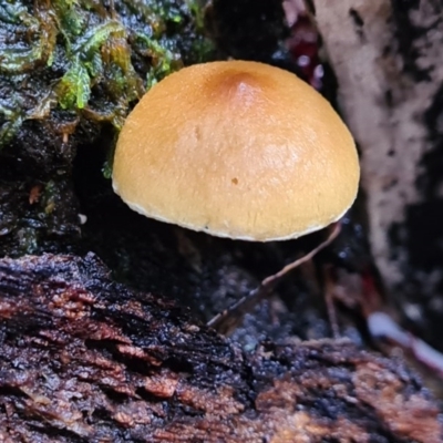 Unidentified Fungus at Paddys River, ACT - 20 Jun 2020 by AaronClausen