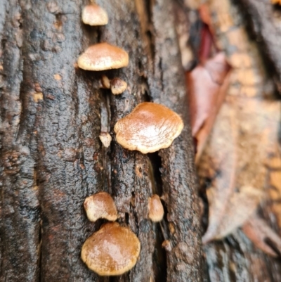 Unidentified Fungus at Tidbinbilla Nature Reserve - 21 Jun 2020 by AaronClausen