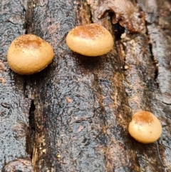 Unidentified Fungus at Tidbinbilla Nature Reserve - 20 Jun 2020 by AaronClausen