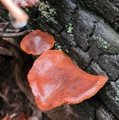 Unidentified Fungus at Paddys River, ACT - 20 Jun 2020 by AaronClausen