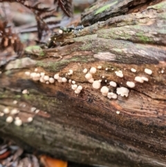 Unidentified Fungus at Tidbinbilla Nature Reserve - 20 Jun 2020 by AaronClausen