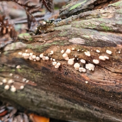 Unidentified Fungus at Tidbinbilla Nature Reserve - 21 Jun 2020 by AaronClausen