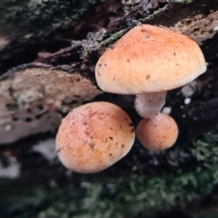 Unidentified Cup or disk - with no 'eggs' at Paddys River, ACT - 20 Jun 2020 by AaronClausen