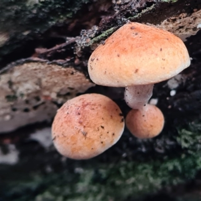 Unidentified Fungus at Tidbinbilla Nature Reserve - 20 Jun 2020 by AaronClausen