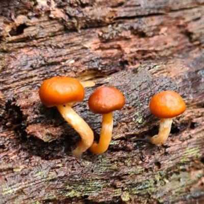 Unidentified Fungus at Tidbinbilla Nature Reserve - 20 Jun 2020 by AaronClausen