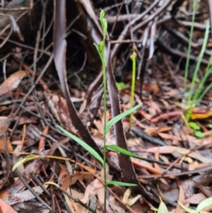 Bunochilus sp. at Paddys River, ACT - suppressed