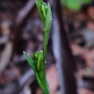 Bunochilus sp. at Paddys River, ACT - suppressed