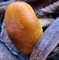 Gymnopilus sp. (Gymnopilus) at Paddys River, ACT - 21 Jun 2020 by AaronClausen
