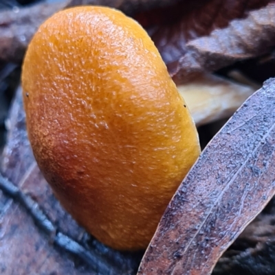 Gymnopilus sp. (Gymnopilus) at Paddys River, ACT - 21 Jun 2020 by AaronClausen