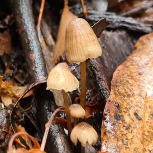 Mycena sp. at Paddys River, ACT - 21 Jun 2020 03:17 AM