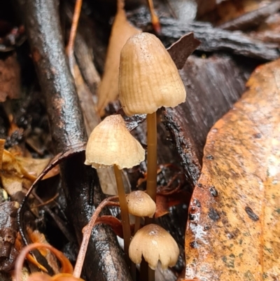 Mycena sp. (genus) (Mycena) at Paddys River, ACT - 21 Jun 2020 by AaronClausen