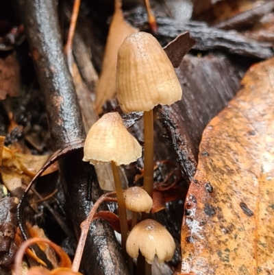 Mycena sp. (Mycena) at Paddys River, ACT - 20 Jun 2020 by AaronClausen