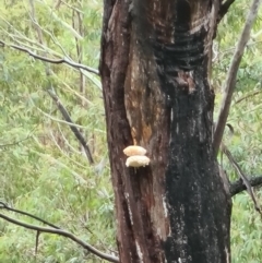 Laetiporus portentosus (White Punk) at Tidbinbilla Nature Reserve - 20 Jun 2020 by AaronClausen