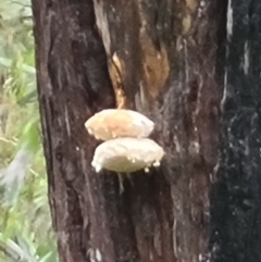 Laetiporus portentosus at Paddys River, ACT - 21 Jun 2020