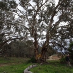Eucalyptus melliodora (Yellow Box) at Murrumbateman, NSW - 20 Jun 2020 by AndyRussell