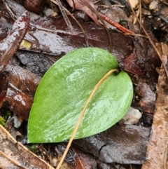 Eriochilus cucullatus (Parson's Bands) at Tidbinbilla Nature Reserve - 20 Jun 2020 by AaronClausen