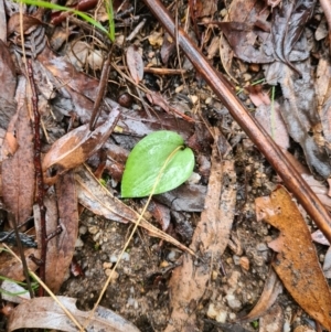 Eriochilus cucullatus at Paddys River, ACT - suppressed