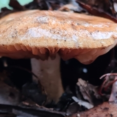 Unverified Fungus at Tidbinbilla Nature Reserve - 21 Jun 2020 by AaronClausen