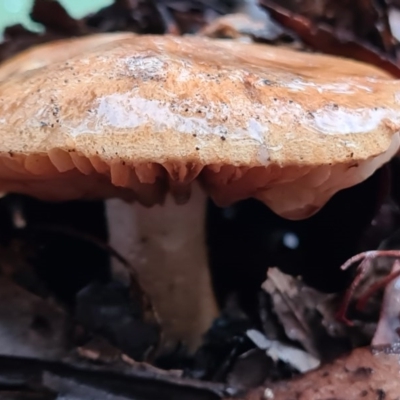 Unidentified Fungus at Tidbinbilla Nature Reserve - 20 Jun 2020 by AaronClausen