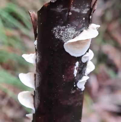 Byssomerulius corium (Netted Crust) at Tidbinbilla Nature Reserve - 20 Jun 2020 by AaronClausen