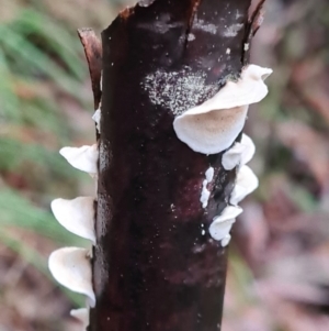 Byssomerulius corium at Paddys River, ACT - 21 Jun 2020