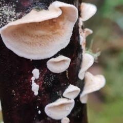 Byssomerulius corium at Paddys River, ACT - 21 Jun 2020