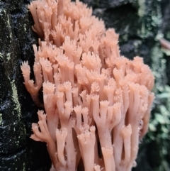 Artomyces sp. (A coral fungus) at Paddys River, ACT - 20 Jun 2020 by AaronClausen