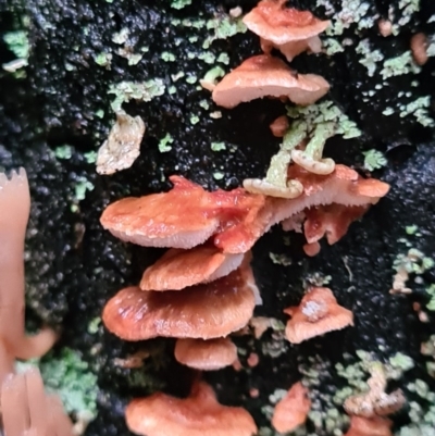 Unverified Fungus at Paddys River, ACT - 21 Jun 2020 by AaronClausen
