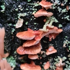 Unidentified Fungus at Tidbinbilla Nature Reserve - 20 Jun 2020 by AaronClausen