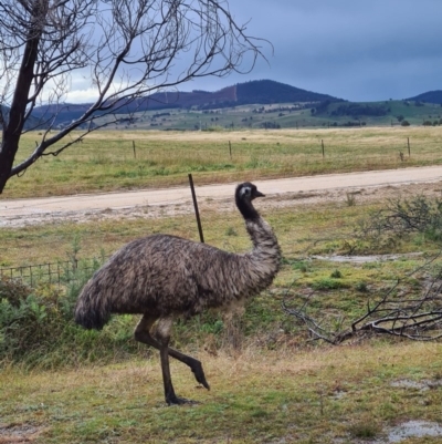 Dromaius novaehollandiae (Emu) at Paddys River, ACT - 21 Jun 2020 by AaronClausen