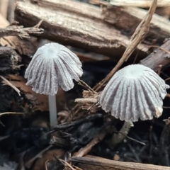 Coprinellus etc. (An Inkcap) at Molonglo Valley, ACT - 21 Jun 2020 by AaronClausen