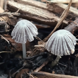 Coprinellus etc. at Molonglo Valley, ACT - 21 Jun 2020