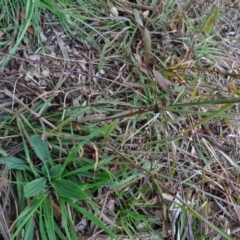 Bothriochloa macra (Red Grass, Red-leg Grass) at Murrumbateman, NSW - 20 Jun 2020 by AndyRussell