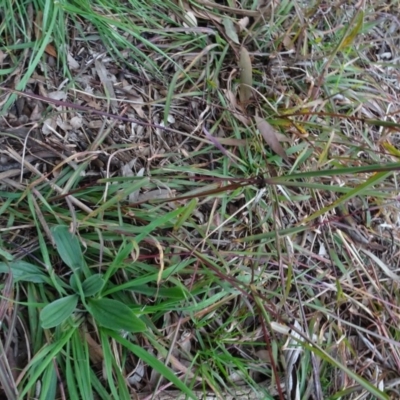 Bothriochloa macra (Red Grass, Red-leg Grass) at Murrumbateman, NSW - 20 Jun 2020 by AndyRussell
