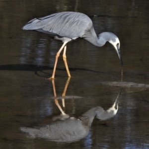 Egretta novaehollandiae at Burrill Lake, NSW - 18 Jun 2020 12:09 PM