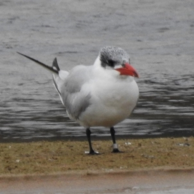 Hydroprogne caspia (Caspian Tern) at Durras North, NSW - 17 Jun 2020 by JohnBundock