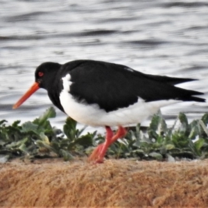 Haematopus longirostris at Durras North, NSW - 18 Jun 2020