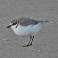 Anarhynchus ruficapillus (Red-capped Plover) at South Durras, NSW - 18 Jun 2020 by JohnBundock