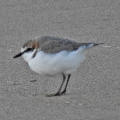 Anarhynchus ruficapillus (Red-capped Plover) at Batemans Marine Park - 18 Jun 2020 by JohnBundock