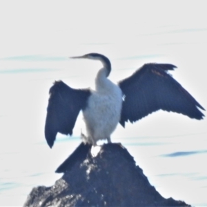 Anhinga novaehollandiae at Sunshine Bay, NSW - 19 Jun 2020